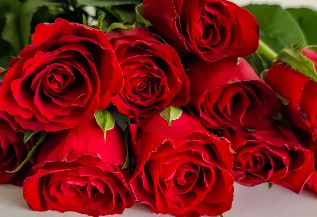 Mengapa Mawar Merah Menjadi Simbol Cinta Sejati