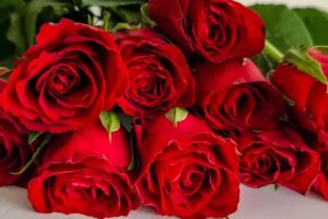 Mengapa Mawar Merah Menjadi Simbol Cinta Sejati