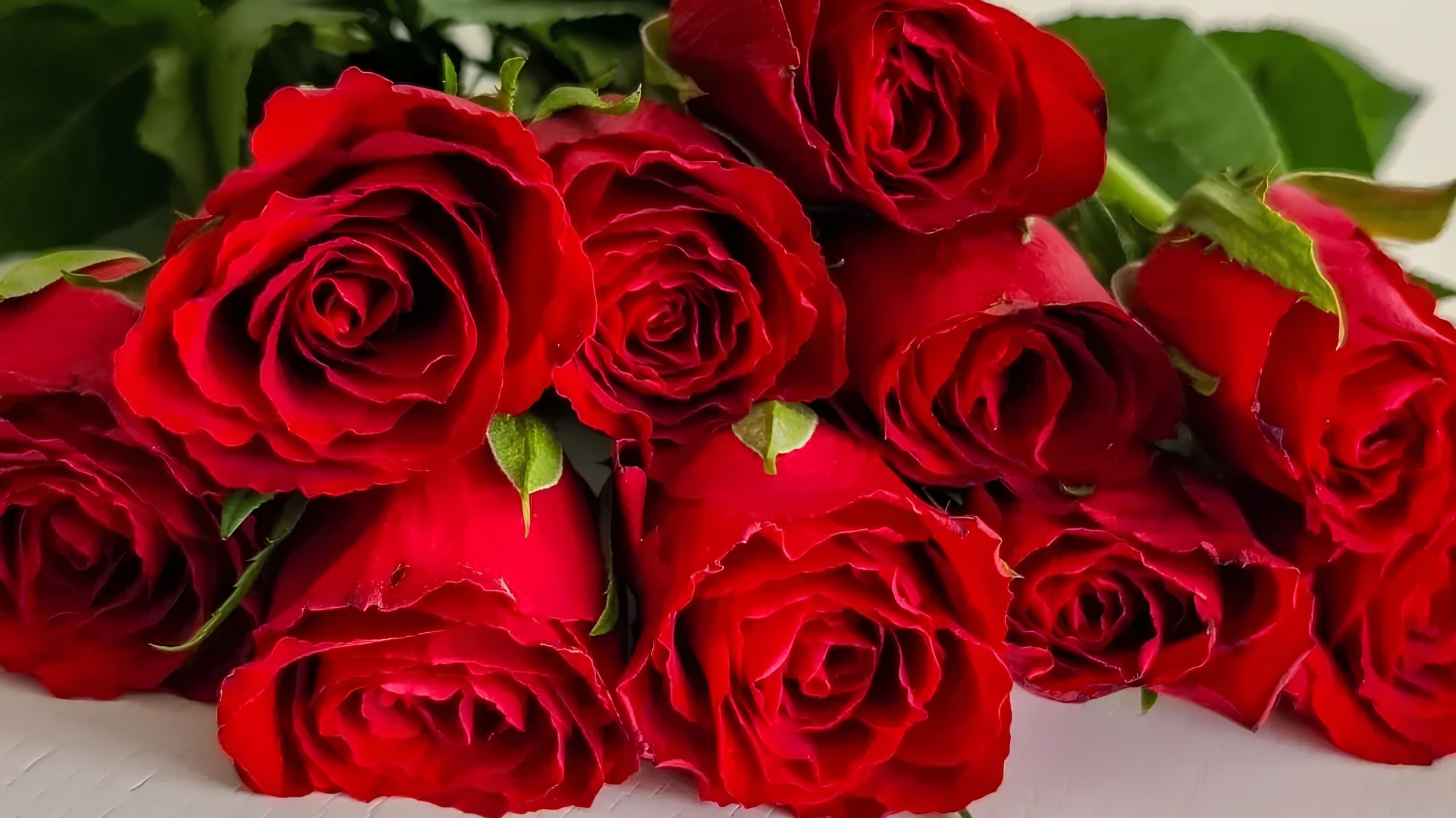 Mengapa Mawar Merah Menjadi Simbol Cinta Sejati